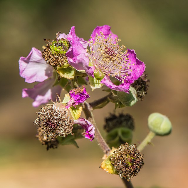 Rubus_ulmifolius,_flowers_and_buds,_Vias,_Hérault_01
